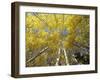 Fall-Colored Aspen Trees, Stevens Pass, Washington, USA-Stuart Westmoreland-Framed Photographic Print