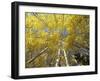 Fall-Colored Aspen Trees, Stevens Pass, Washington, USA-Stuart Westmoreland-Framed Photographic Print