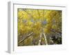 Fall-Colored Aspen Trees, Stevens Pass, Washington, USA-Stuart Westmoreland-Framed Photographic Print