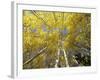 Fall-Colored Aspen Trees, Stevens Pass, Washington, USA-Stuart Westmoreland-Framed Photographic Print