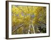 Fall-Colored Aspen Trees, Stevens Pass, Washington, USA-Stuart Westmoreland-Framed Photographic Print