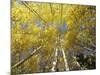 Fall-Colored Aspen Trees, Stevens Pass, Washington, USA-Stuart Westmoreland-Mounted Photographic Print