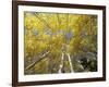 Fall-Colored Aspen Trees, Stevens Pass, Washington, USA-Stuart Westmoreland-Framed Photographic Print