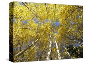 Fall-Colored Aspen Trees, Stevens Pass, Washington, USA-Stuart Westmoreland-Stretched Canvas