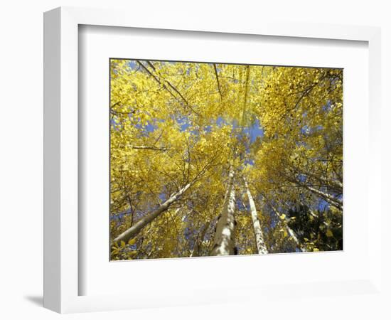 Fall-Colored Aspen Trees, Stevens Pass, Washington, USA-Stuart Westmoreland-Framed Photographic Print