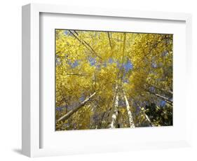 Fall-Colored Aspen Trees, Stevens Pass, Washington, USA-Stuart Westmoreland-Framed Photographic Print