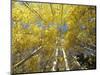 Fall-Colored Aspen Trees, Stevens Pass, Washington, USA-Stuart Westmoreland-Mounted Photographic Print