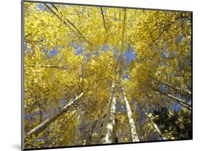 Fall-Colored Aspen Trees, Stevens Pass, Washington, USA-Stuart Westmoreland-Mounted Photographic Print
