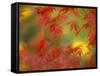 Fall-Colored Maple Leaves-Stuart Westmoreland-Framed Stretched Canvas