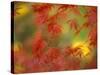 Fall-Colored Maple Leaves-Stuart Westmoreland-Stretched Canvas