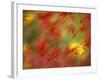 Fall-Colored Maple Leaves-Stuart Westmoreland-Framed Photographic Print