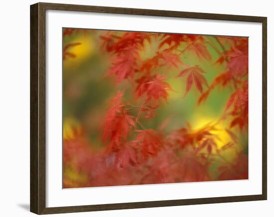 Fall-Colored Maple Leaves-Stuart Westmoreland-Framed Photographic Print