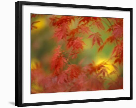 Fall-Colored Maple Leaves-Stuart Westmoreland-Framed Photographic Print