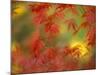 Fall-Colored Maple Leaves-Stuart Westmoreland-Mounted Photographic Print