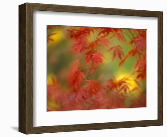 Fall-Colored Maple Leaves-Stuart Westmoreland-Framed Photographic Print