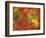 Fall-Colored Maple Leaves-Stuart Westmoreland-Framed Photographic Print