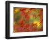 Fall-Colored Maple Leaves-Stuart Westmoreland-Framed Photographic Print