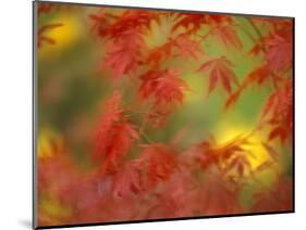 Fall-Colored Maple Leaves-Stuart Westmoreland-Mounted Photographic Print