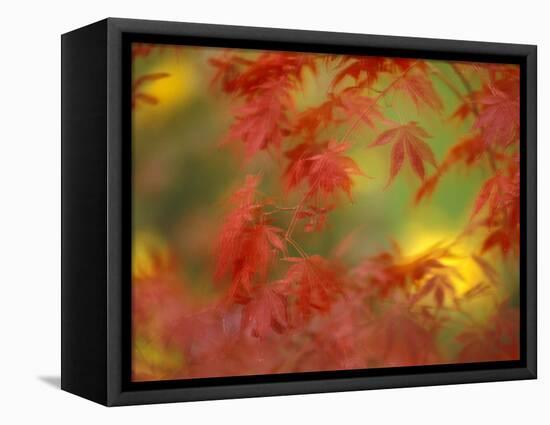 Fall-Colored Maple Leaves-Stuart Westmoreland-Framed Stretched Canvas