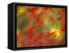 Fall-Colored Maple Leaves-Stuart Westmoreland-Framed Stretched Canvas