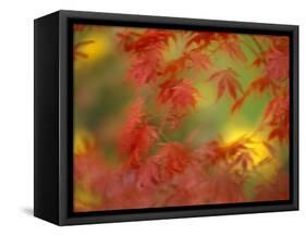 Fall-Colored Maple Leaves-Stuart Westmoreland-Framed Stretched Canvas