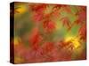 Fall-Colored Maple Leaves-Stuart Westmoreland-Stretched Canvas