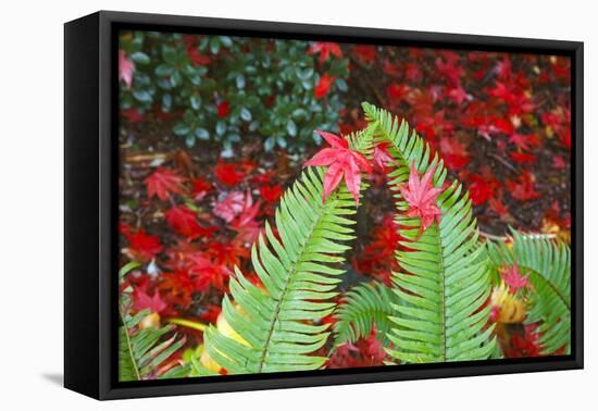 Fall Colors Add Beauty to Crystal Springs Rhododendron Test Garden, Portland, Oregon-Craig Tuttle-Framed Stretched Canvas