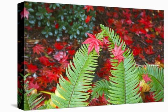 Fall Colors Add Beauty to Crystal Springs Rhododendron Test Garden, Portland, Oregon-Craig Tuttle-Stretched Canvas