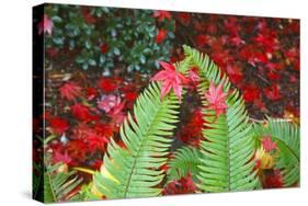 Fall Colors Add Beauty to Crystal Springs Rhododendron Test Garden, Portland, Oregon-Craig Tuttle-Stretched Canvas