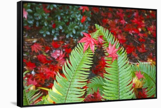 Fall Colors Add Beauty to Crystal Springs Rhododendron Test Garden, Portland, Oregon-Craig Tuttle-Framed Stretched Canvas