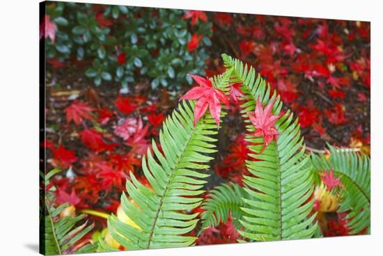 Fall Colors Add Beauty to Crystal Springs Rhododendron Test Garden, Portland, Oregon-Craig Tuttle-Stretched Canvas