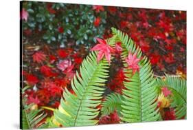 Fall Colors Add Beauty to Crystal Springs Rhododendron Test Garden, Portland, Oregon-Craig Tuttle-Stretched Canvas