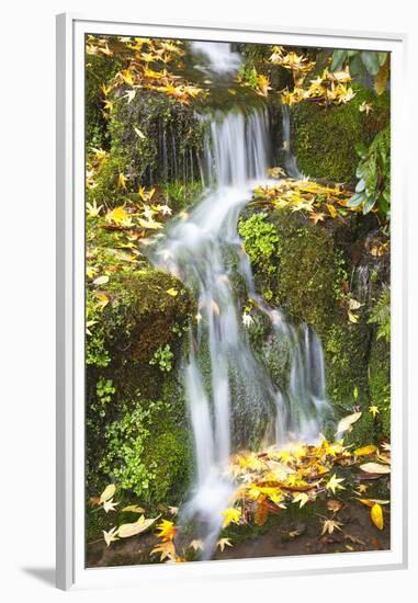 Fall Colors Add Beauty to Crystal Springs Rhododendron Test Garden, Portland, Oregon-Craig Tuttle-Framed Premium Photographic Print