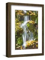 Fall Colors Add Beauty to Crystal Springs Rhododendron Test Garden, Portland, Oregon-Craig Tuttle-Framed Photographic Print