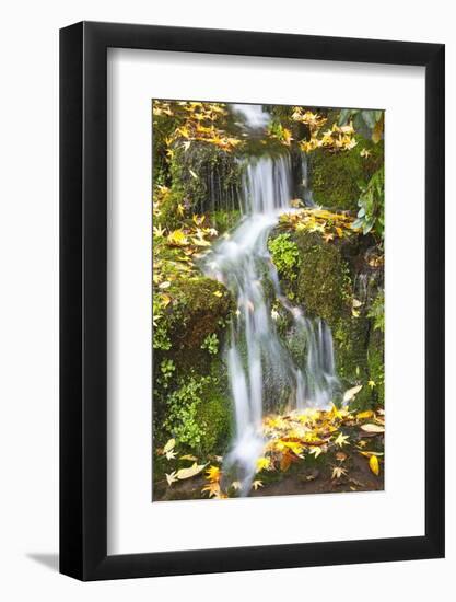 Fall Colors Add Beauty to Crystal Springs Rhododendron Test Garden, Portland, Oregon-Craig Tuttle-Framed Photographic Print