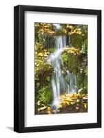Fall Colors Add Beauty to Crystal Springs Rhododendron Test Garden, Portland, Oregon-Craig Tuttle-Framed Photographic Print