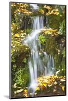 Fall Colors Add Beauty to Crystal Springs Rhododendron Test Garden, Portland, Oregon-Craig Tuttle-Mounted Photographic Print