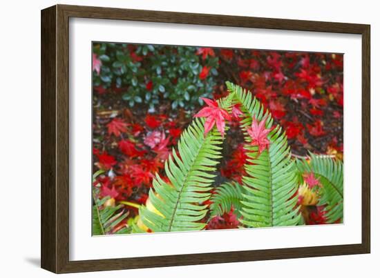 Fall Colors Add Beauty to Crystal Springs Rhododendron Test Garden, Portland, Oregon-Craig Tuttle-Framed Photographic Print