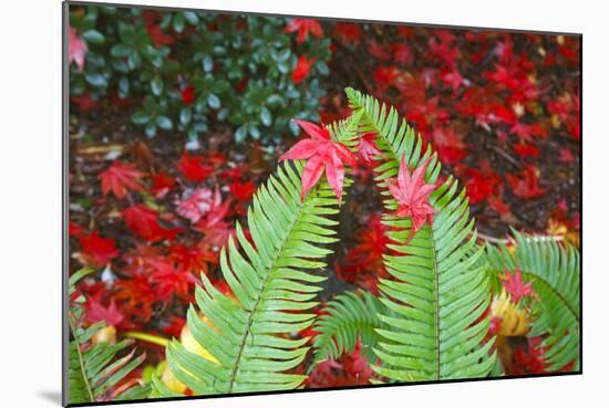 Fall Colors Add Beauty to Crystal Springs Rhododendron Test Garden, Portland, Oregon-Craig Tuttle-Mounted Photographic Print