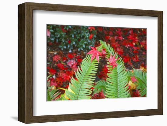 Fall Colors Add Beauty to Crystal Springs Rhododendron Test Garden, Portland, Oregon-Craig Tuttle-Framed Photographic Print