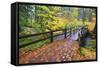 Fall Colors Add Beauty to South Trail at Silver Falls State Park, Oregon, USA-Craig Tuttle-Framed Stretched Canvas