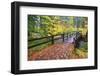 Fall Colors Add Beauty to South Trail at Silver Falls State Park, Oregon, USA-Craig Tuttle-Framed Photographic Print