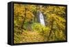 Fall Colors Add Beauty to Winter Falls, Silver Falls State Park, Oregon, Pacific Northwest-Craig Tuttle-Framed Stretched Canvas