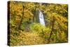 Fall Colors Add Beauty to Winter Falls, Silver Falls State Park, Oregon, Pacific Northwest-Craig Tuttle-Stretched Canvas