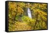 Fall Colors Add Beauty to Winter Falls, Silver Falls State Park, Oregon, Pacific Northwest-Craig Tuttle-Framed Stretched Canvas