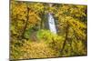 Fall Colors Add Beauty to Winter Falls, Silver Falls State Park, Oregon, Pacific Northwest-Craig Tuttle-Mounted Photographic Print