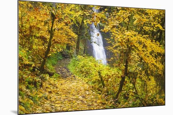 Fall Colors Add Beauty to Winter Falls, Silver Falls State Park, Oregon, Pacific Northwest-Craig Tuttle-Mounted Photographic Print