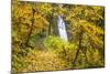 Fall Colors Add Beauty to Winter Falls, Silver Falls State Park, Oregon, Pacific Northwest-Craig Tuttle-Mounted Photographic Print