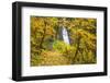 Fall Colors Add Beauty to Winter Falls, Silver Falls State Park, Oregon, Pacific Northwest-Craig Tuttle-Framed Photographic Print