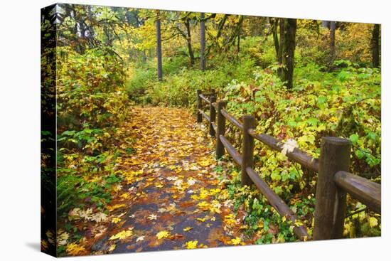 Fall Colors Add Beauty Trail, Silver Falls State Park, Oregon, Pacific Northwest, United States-Craig Tuttle-Stretched Canvas